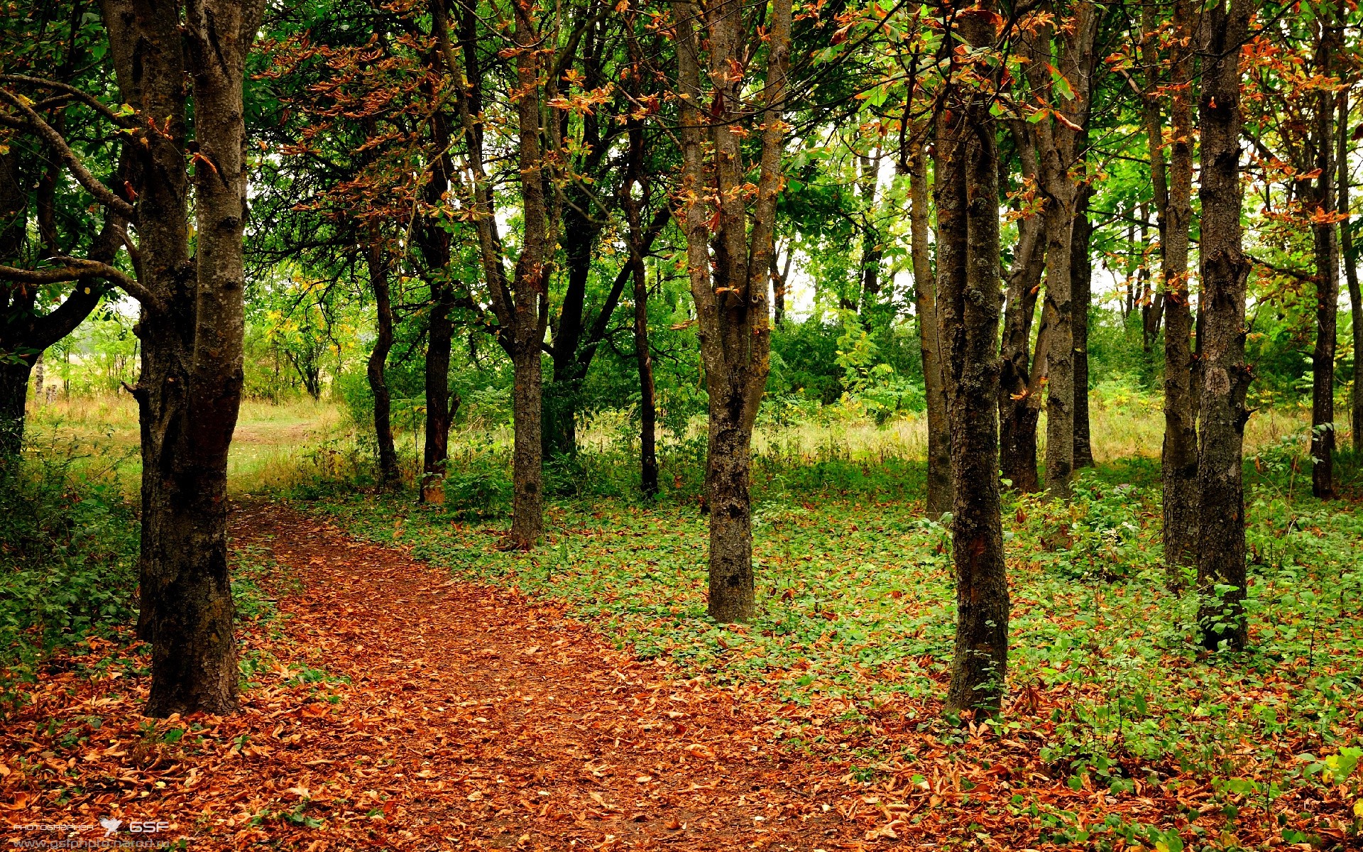 双线烽火台,奥斯梅恩在罗马收割与奥运涅槃中完成巨星加冕