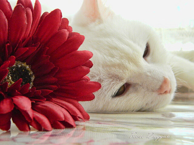 开云sport-跨界灵感，乌拉圭足球防线启示录，孔德在西决生死战中演绎防守艺术