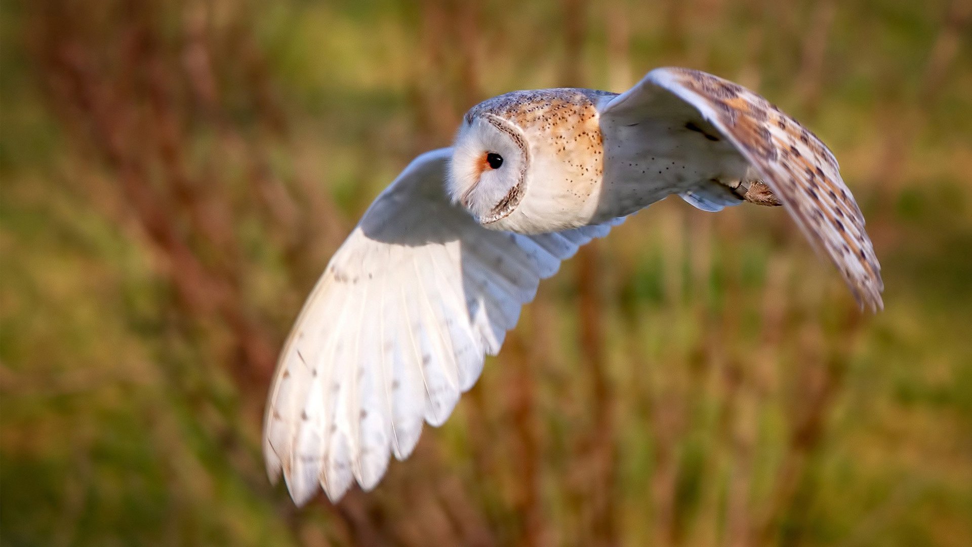 隐身门将的弑杀时刻，门迪如何用一次扑救改写欧冠剧本
