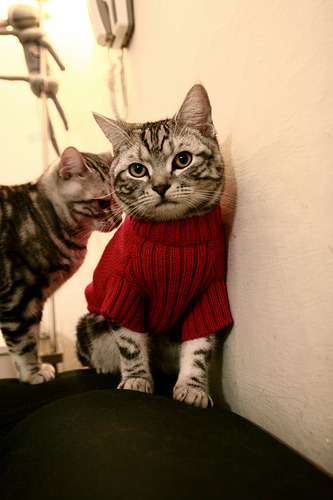 错位时空，拉梅洛·鲍尔叛逃森林狼，总决赛狂潮席卷费城