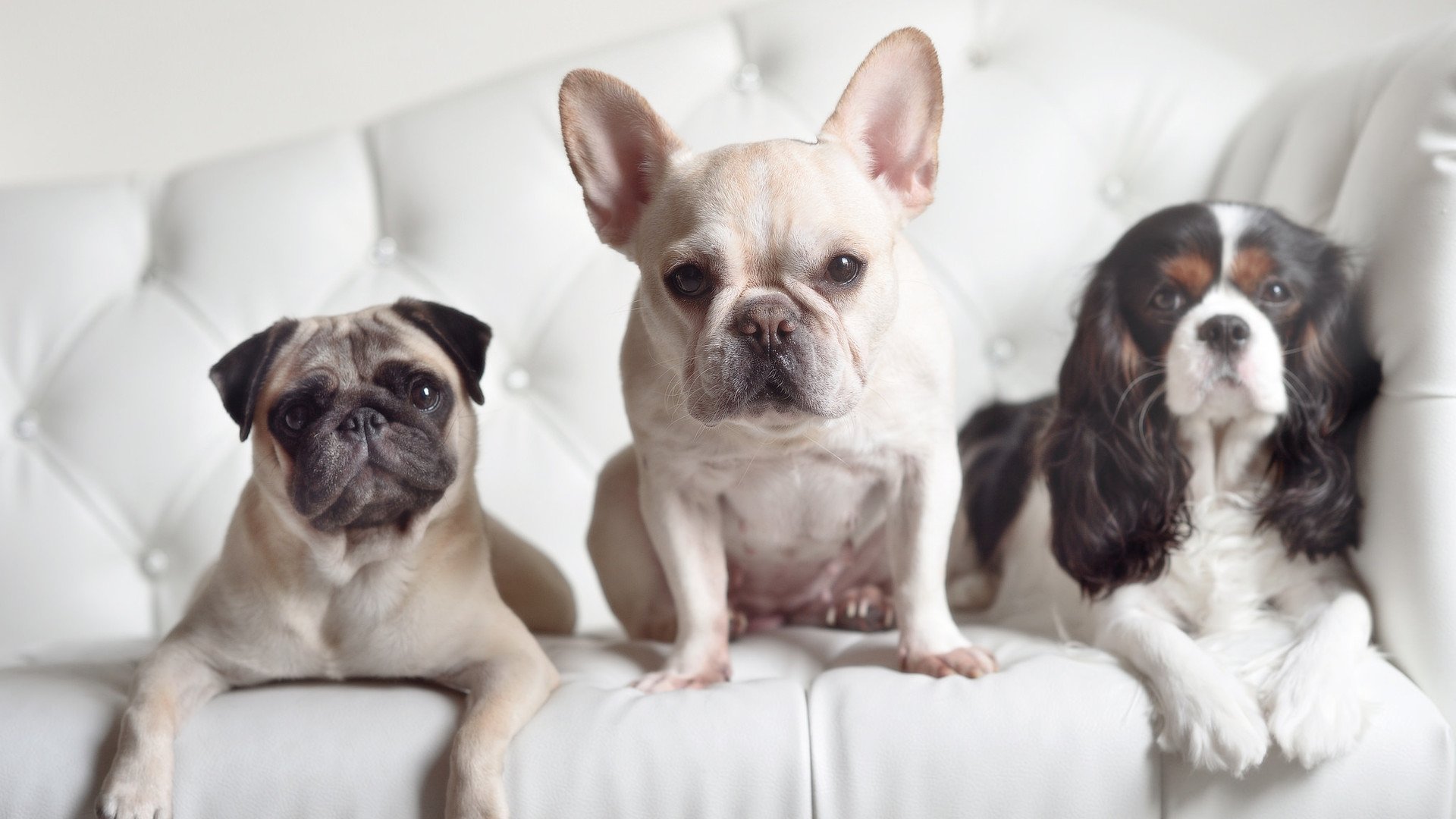 米切尔，篮网破局之钥，生死战扼住勇士咽喉