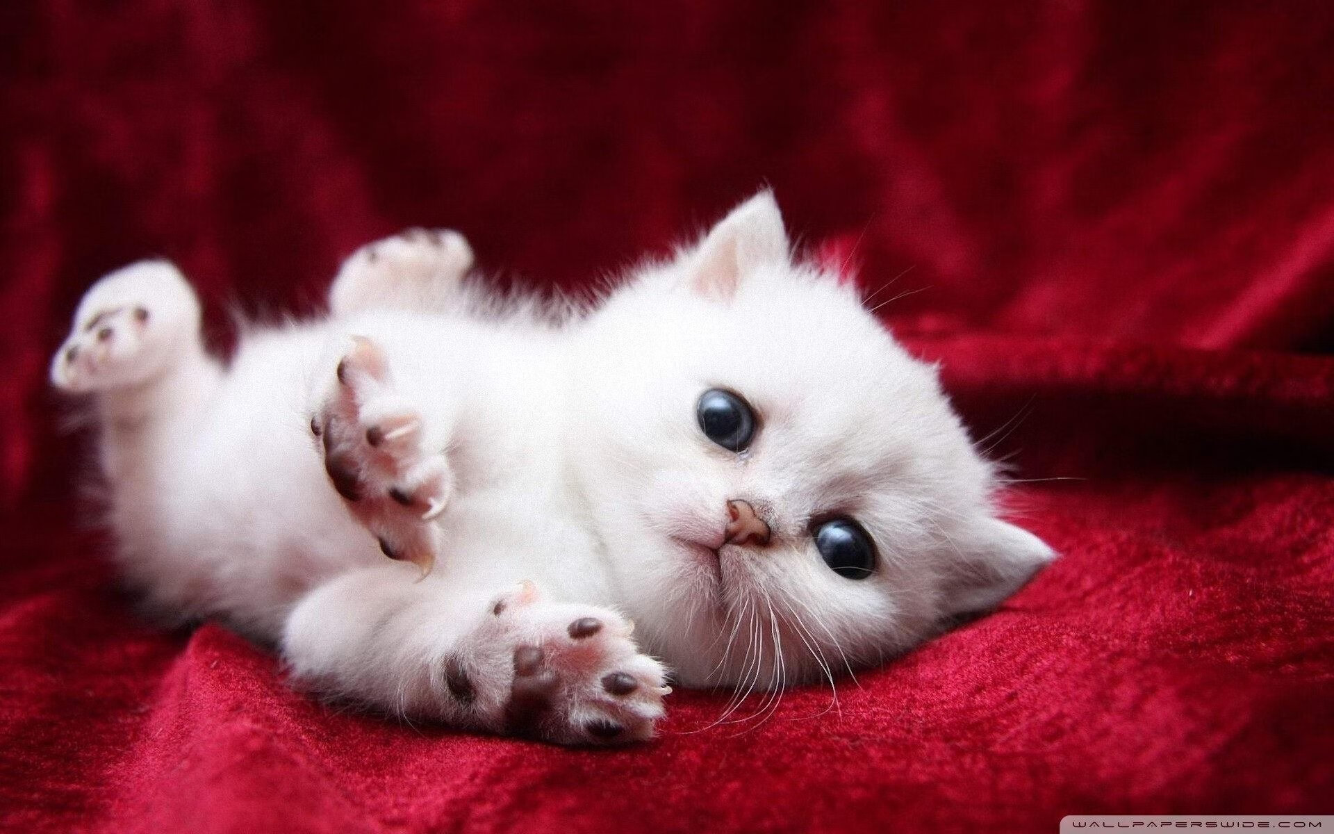 新北欧风暴席卷伊比利亚，伊萨克闪电击碎葡萄牙，瑞典完成战术教科书式横扫