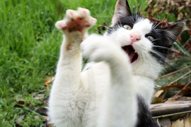 平行时空的哨响,当东决焦点战与雷霆突围战在命运拐点共鸣