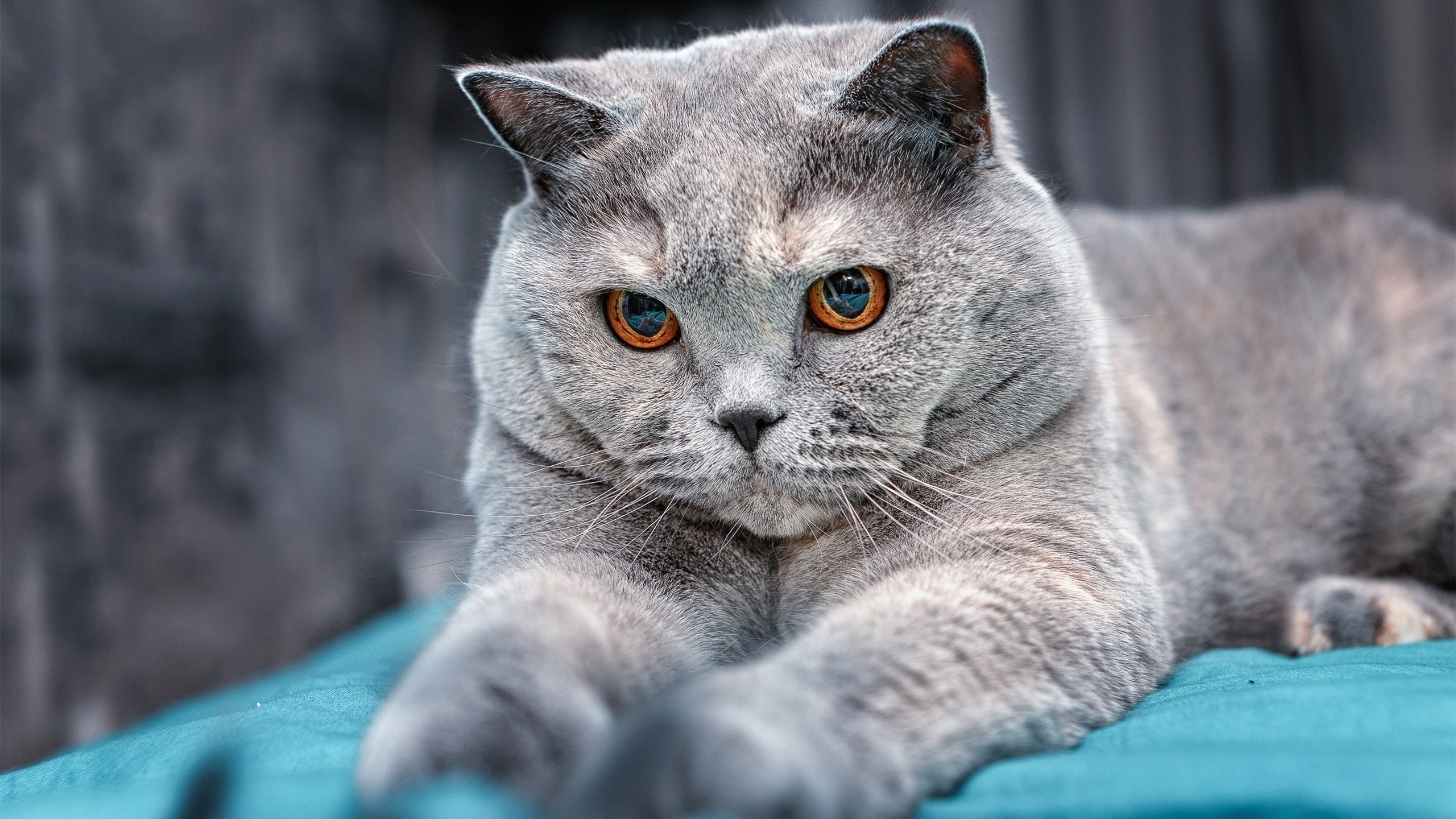 开云体育app-在甲骨文球馆画下未来图腾，文班亚马用天赋覆盖金州苍穹