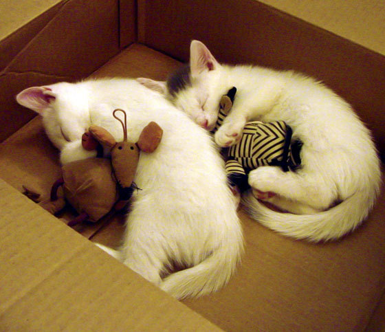 当老鹰掠过绿茵场，恩比德在欧冠半决赛的跨界统治