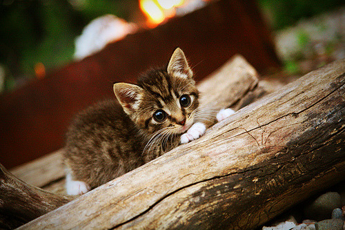 钢刃霍勒迪出鞘，上海提前终结悬念猛龙