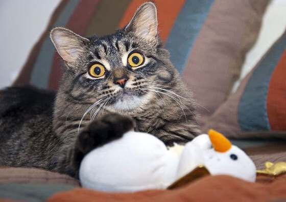 王座之上，睥睨宣言，欧冠之夜，伊布如何用非我定义了胜负