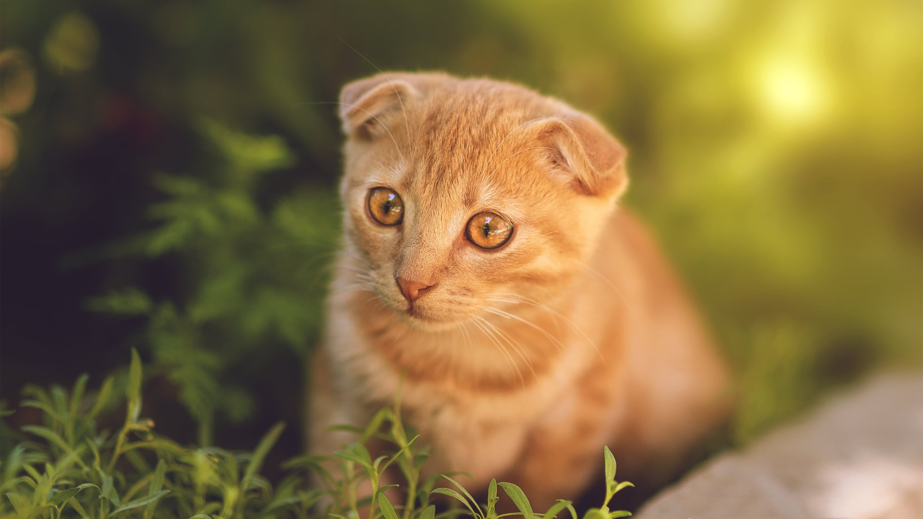 开云体育-虚幻赛场真实英雄，利拉德穿越次元降临，黄蜂绝境逆袭诠释唯一性