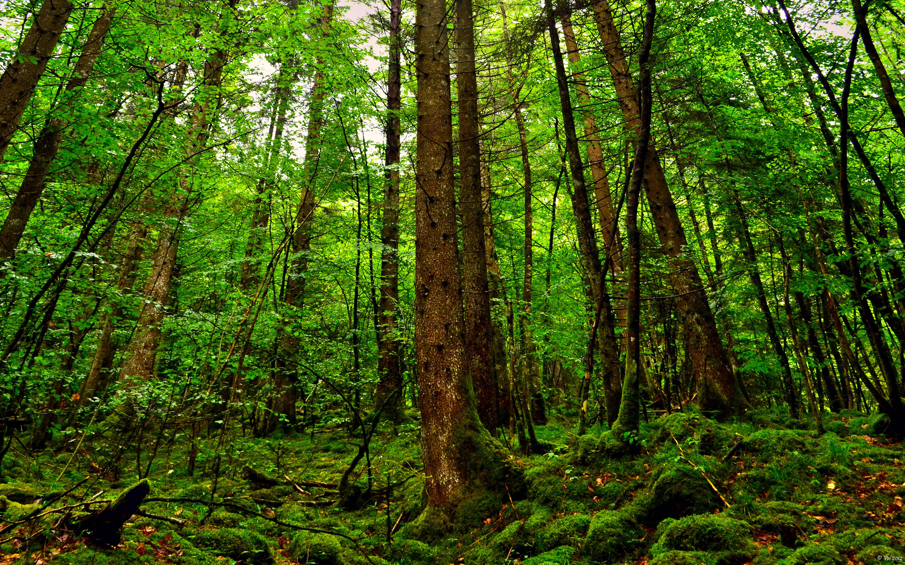 沙漠王朝的复仇，大冷门！卡塔尔压碎潘帕斯雄鹰，贝林厄姆致命一击改写2026宿命